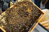 Pszczelarze biją na alarm. Będzie tak jak w Chinach?