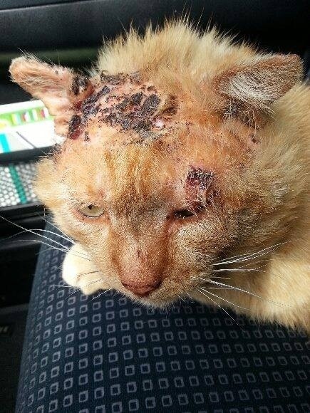 Lublin: Postrzelił i podpalił kota. Potrzebna pomoc na leczenie