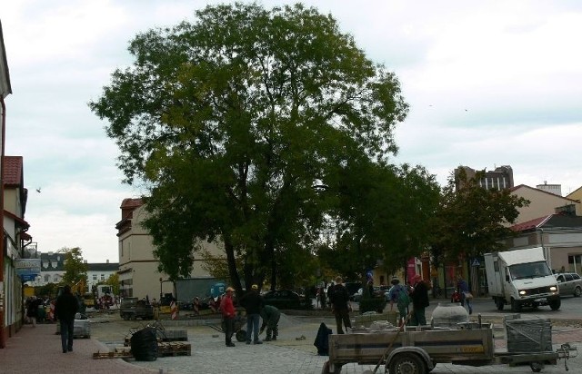 Perułkowiec japoński rośnie od ponad 120 lat, na placu, na którym miasto chciało wybudować kamienicę z miejskim szaletem na parterze.