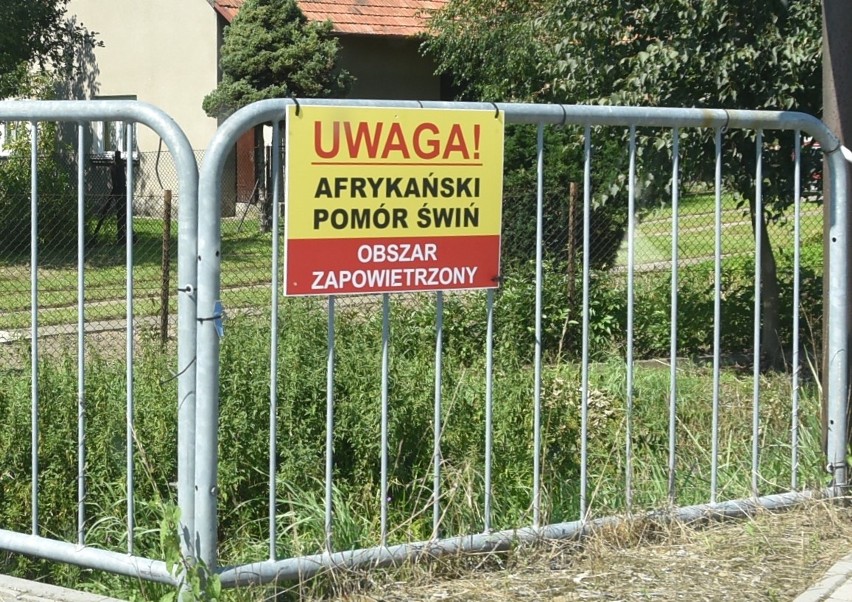 W związku z Afrykańskim Pomorem Świń obszar zapowietrzony na...