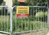 Nowe ognisko ASF na Powiślu Dąbrowskim. Wybito już blisko tysiąc świń. Rolnicy czekają na odszkodowania