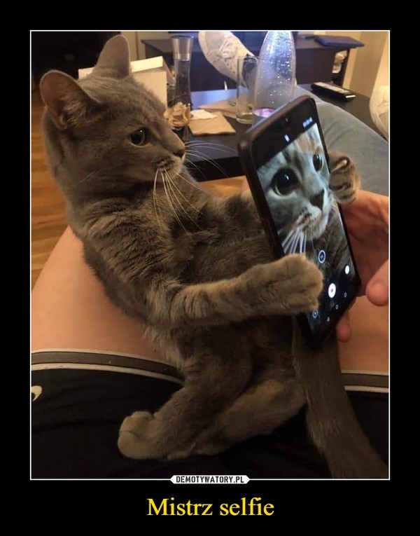 Dzisiaj Dzień Kota! Zobacz memy, które rozbawią Cię do łez. Te koty poprawią humor każdemu [17.02.2022]