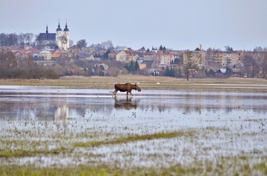 Goniądz. W tym roku mają powstać miejskie bulwary nad rzeką Biebrzą