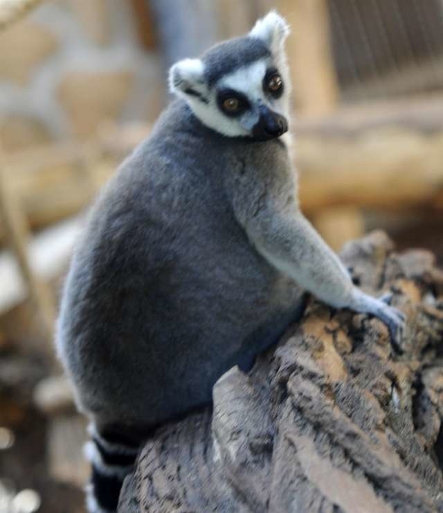 Koszt adopcji lemura wari wynosi miesięcznie 400 złotych