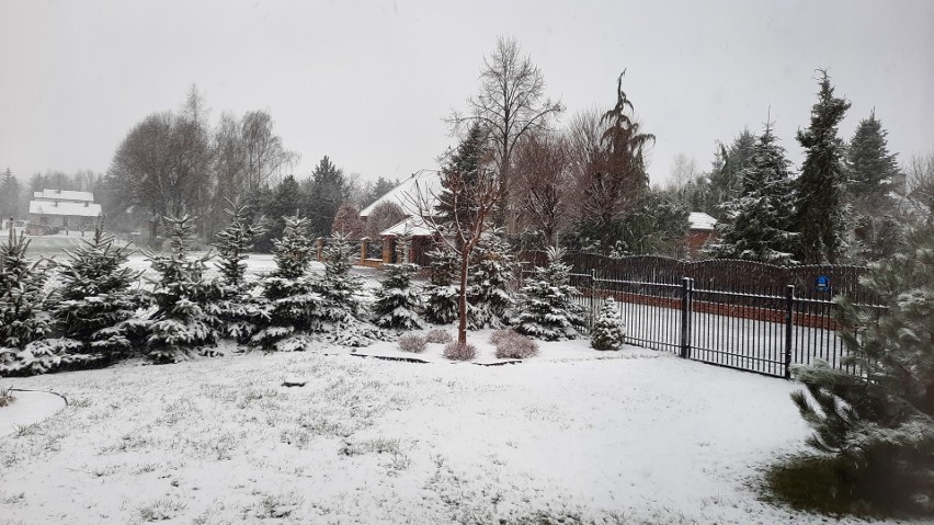 Od rana znów śnieg! W części województwa lubelskiego jest biało. Do kiedy taka pogoda?