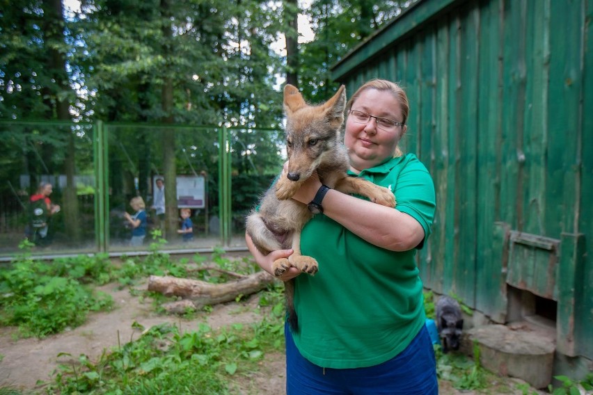 Wilcze szczenię trafiło do ogrodu zoologicznego w Myślęcinku...