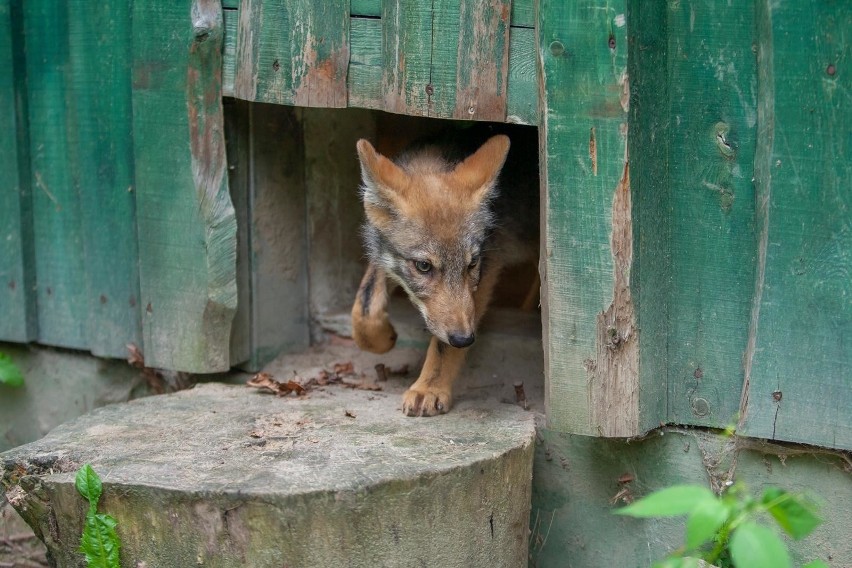 Wilcze szczenię trafiło do ogrodu zoologicznego w Myślęcinku...