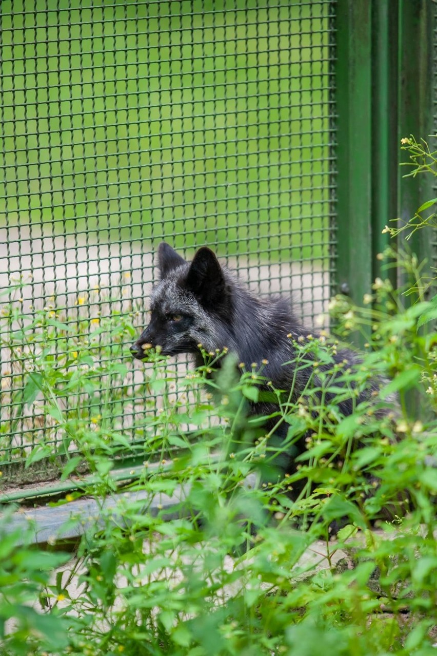 Wilcze szczenię trafiło do ogrodu zoologicznego w Myślęcinku...