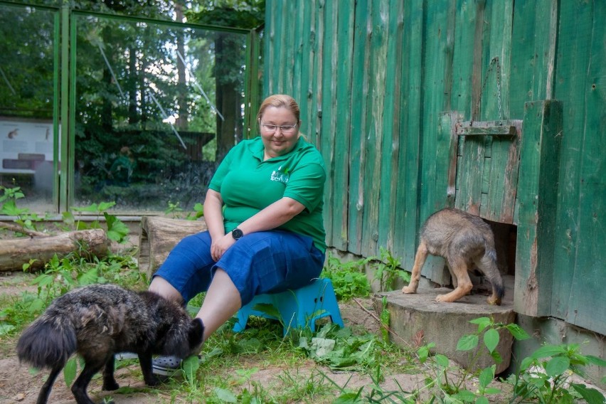 Wilcze szczenię trafiło do ogrodu zoologicznego w Myślęcinku...