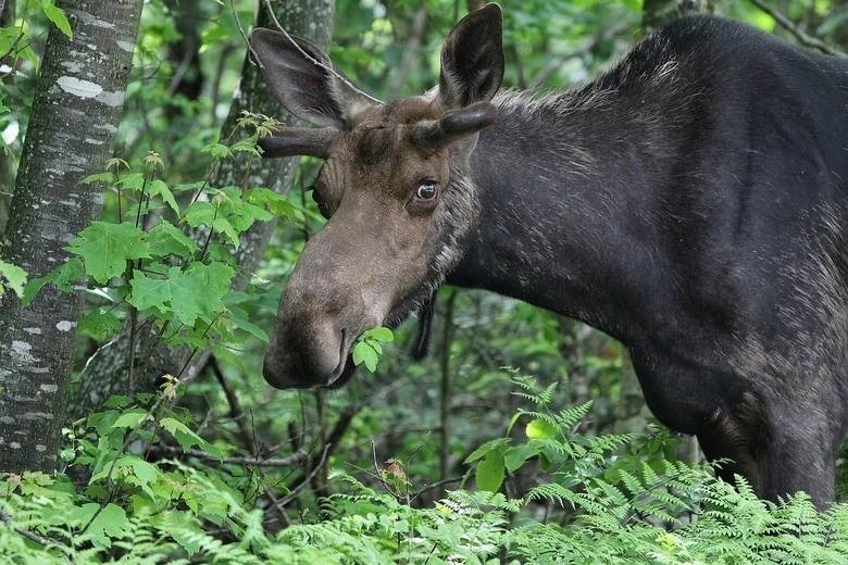 Bądźcie czujni! Dzikie zwierzęta na drodze mogą być niebezpieczne!                                           