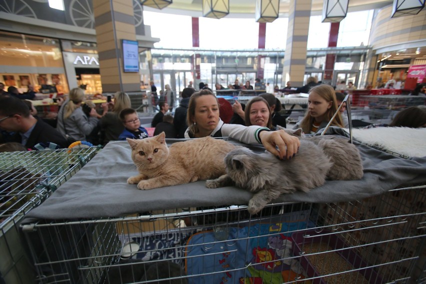 Pokaz Kotów Rasowych odbył się w Silesia City Center w...