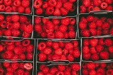Polski rząd chce nie tylko przedłużonego zakazu importu zboża, ale i zakazu dla miodu oraz malin z Ukrainy