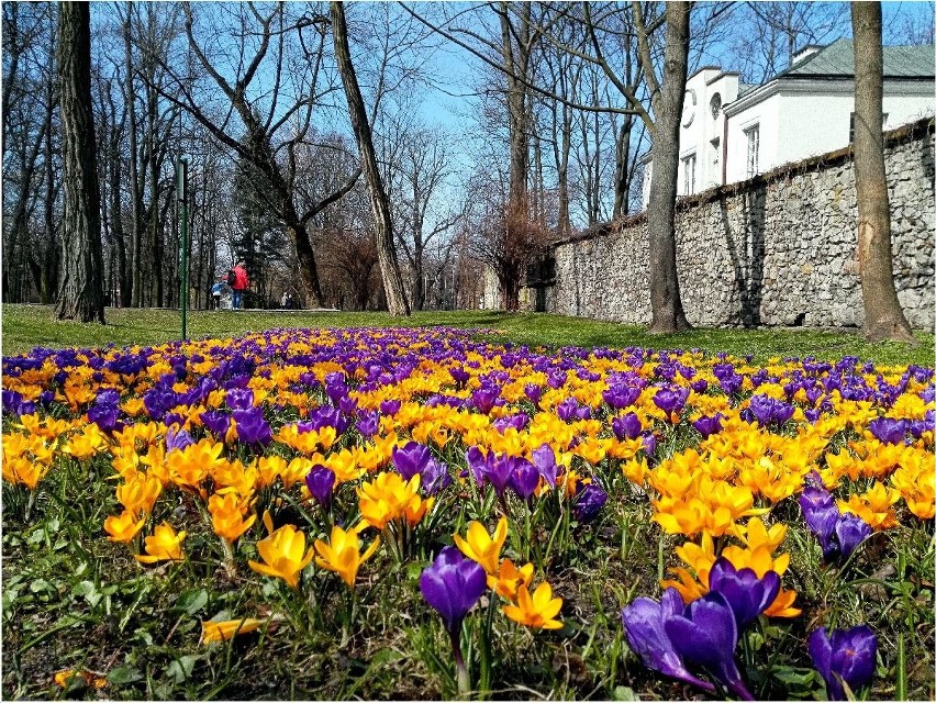 Wiosna w Parku Miejskim w Kielcach