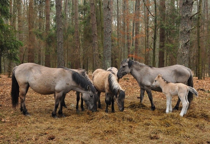 Pierwsze bociany, źrebaki na Roztoczu. A co słychać w zamojskim zoo?