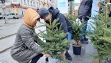 Ekologiczne drzewko czeka na mieszkańców Kielc. Na placu Artystów można zdobyć darmową choinkę