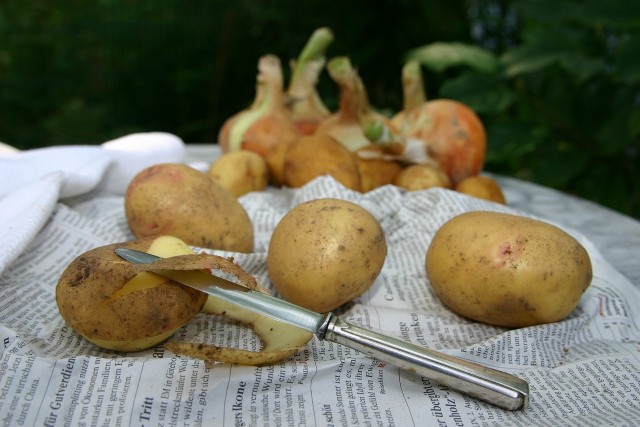Ziemniaki są nie tylko pyszne, ale również przydatne na inne sposoby. Wykorzystaj skórkę, surowe plastry i wodę ziemniaczaną w ogrodzie.