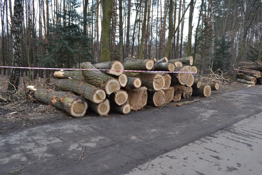 W Parku Kuronia wycięto 49 drzew. W zamian posadzone...