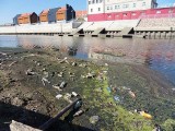 Kiedy z basenu portowego w Grudziądzu zostaną usunięte śmieci? 