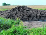 Gmina Czarne: Cuchnące góry kurzego obornika zalegają na polach