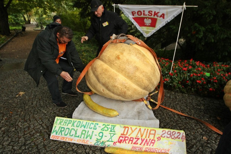 XIII Festiwal Dyni w Ogrodzie Botanicznym. Największa dynia ma ponad pół tony (ZDJĘCIA)