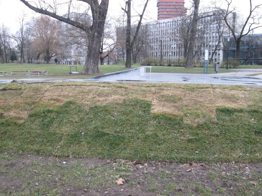 Skatepark w parku Marcinkowskiego: Trawa zaczęła się zwijać