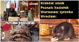 Memy o szczurach we Wrocławiu. Stolica Dolnego Śląska ma nową wizytówkę - gryzonie [MEMY]