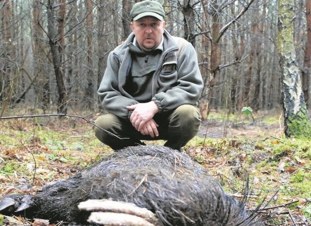 Tak wygląda dzik, a raczej to co z niego zostało po przegranej walce o życie. W lasach naszego regionu możemy znaleźć obecnie wiele miejsc, w których wilki dopadły zwierzęta.