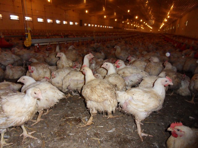 Niektórzy producenci brojlerów zmniejszyli obsadę w kurnikach z powodu zamieszania na rynku w czasie pandemii. Teraz, gdy ceny nieco wzrosły, właściciele kurników przynajmniej nie ponoszą strat