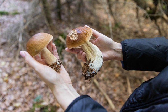 Grzyby oprócz wyjątkowego smaku to także dostarczają nam zdrowych i potrzebnych składników odżywczych. Jak się okazuje, grzyby nie są jednak dla wszystkich. Zobaczcie, kto nie powinien jeść grzybów i dlaczego. W galerii prezentujemy też pozytywne strony jedzenie grzybów. Szczegóły na kolejnych slajdach.