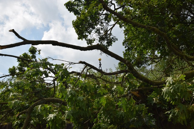 Wichura w zabytkowym parku w Lubostroniu zniszczyła dziesiątki drzew