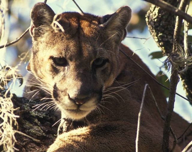 Puma w Pszczynie? To raczej mało prawdopodobne - tak twierdzi wieloletni właściciel tego zwierzęcia