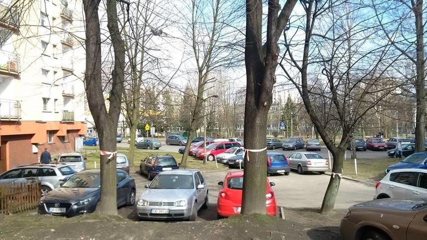 Wycinka drzew na osiedlu Paderewskiego w Katowicach