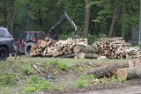 Wycinka drzew w Chorzowie - pod topór trafi 900 drzew obok Parku Śląskiego? Deweloper znalazł sposób na wycinkę przy ul. Targowej