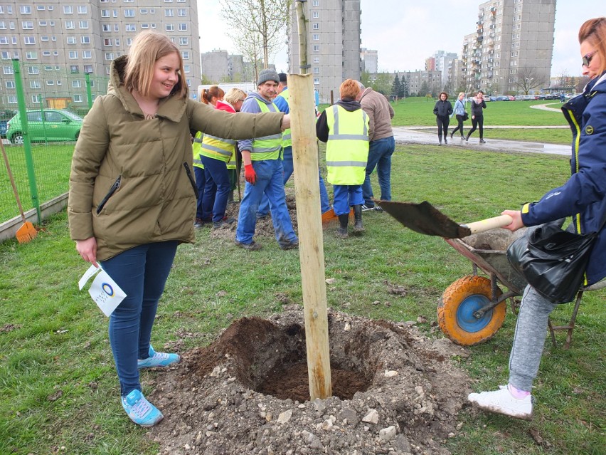 Sadzenie drzew na osiedlu Armii Krajowej.