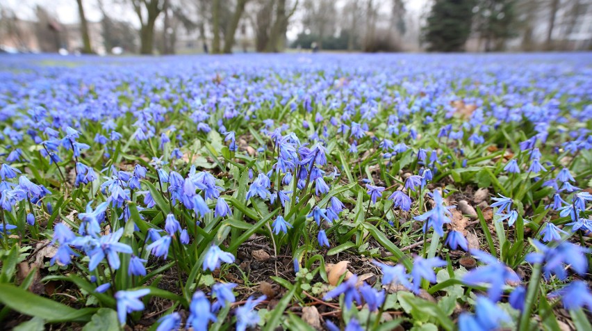 Tysiące krokusów, tulipanów i cebulic zostanie posadzonych w miejskich parkach w Łodzi