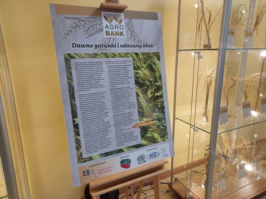 Wystawa dawnych gatunków i odmian zbóż w sandomierskim "Rolniku". Można zobaczyć aż 52 pradawnych odmian zbóż. Zobaczcie zdjęcia