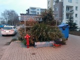 Do akcji Eko Choinka jeszcze kilka dni, a koło wiat śmietnikowych już piętrzą się stosy świątecznych drzewek. Kto to posprząta? 