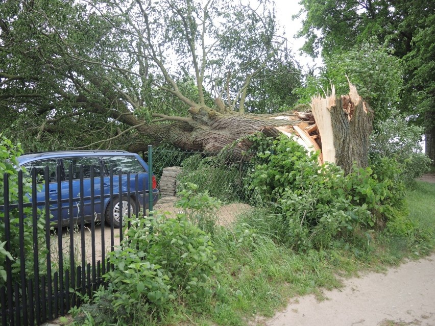 W Żukowie (gmina Sławno) silny wiatr powalił drzewo, które...