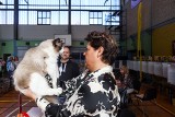 Wyjątkowe rasy kotów na wystawie w Szczecinie! Zobacz przepiękne koty i kotki [ZDJĘCIA]