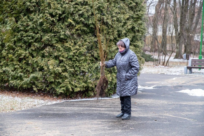 Białystok. Miasto rozdawało sadzonki drzewek. Mieszkańcy stali w długich kolejkach po drzewka (zdjęcia)