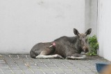 Poznań: Łoś biegał po mieście. Zwierzę uśpiono i chciano wypuścić do lasu pod Chodzieżą, ale nie przeżyło