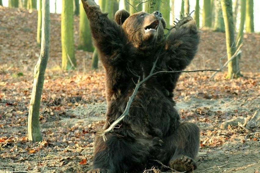 Zoo w Poznaniu: Zwierzaki zażywają kąpieli słonecznych