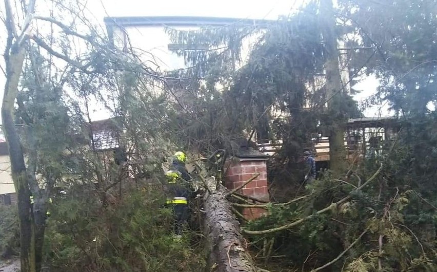 Strażacy z Ochotniczej Straży Pożarnej w Klimontowie usuwają...