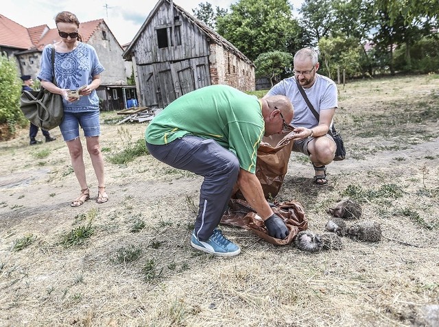 Dziewięć martwych jeżyków w poniedziałek, 9 lipca, znalazła Katarzyna Nyczko. Leżały poukładane w rządku przy ul. Zamoyskiego, tak jakby ktoś chciał się pochwalić swoim bestialskim czynem. Na miejsce została wezwana policja. Jeże zostały zabrane do weterynarza, który przeprowadzi sekcję. Ludzie mówią, że to robota zwyrodnialca. Tuż obok na ul. Anny Jagiellonki, kilka dni wcześniej ktoś podpalił żywego jeża.Katarzyna Nyczko wracała do domu. W pewnym momencie na tyłach ul. Zamoyskiego jej uwagę zwróciły jeże. Leżały poukładane w rządku. – Wszystkie były martwe. To coś okropnego – opowiada pani Katarzyna. Natychmiast wróciła do domu i zaalarmowała towarzystwa zajmujące się ochroną zwierząt. Zawiadomiła również zielonogórską policję oraz wskazała mundurowym miejsce znalezienia martwych jeżyków.Na ul. Zamoyskiego przyjechał patrol policji. Na ziemi leżało osiem martwych jeżyków. Dziewiąty został znaleziony kilkanaście metrów dalej. – To pięć dorosłych jeży i cztery maluszki – mówi Agnieszka Georgiczuk, opiekunka jeży w woj. lubuskim z ramienia Polskiego Stowarzyszenia Ochrony Jeży „Nasze jeże”. Jeden z jeżyków najprawdopodobniej jest w ciąży. – To bardzo przykry widok. Tego z pewnością dopuścił się człowiek – mówi A. Georgiczuk. Społeczniczka dokładnie oglądnęła martwe jeże. – Część ma otwarte pyszczki co oznacza, że umierały w cierpieniach – mówi A. Georgiczuk.Jeżyki najprawdopodobniej zostały otrute. To jednak nie jest pewne. Mogły zostać zabite inaczej. Wykaże to sekcja zwłok, którą przeprowadzi weterynarz Anna Ryś.Zdaniem mieszkańców w okolicy grasuje zwyrodnialec dręczący zwierzęta. – To nie jest dla jeży naturalne zachowanie. To samotniku. Sprawca zadał sobie trud żeby je wytropić, zabić i przynieść w jedno miejsce chwaląc tym co zrobił – mówi Katarzyna Burak od lat pomagając małym zwierzaczkom.Ludzie są przekonani, że jeże to początek. Za chwilą zaczną ginąc koty, potem psy. Tym bardziej, że w tej samej okolicy przed kilkoma dniami sadysta przyniósł jeża w reklamówce i w okolicach sklepu spożywczego żywcem go podpalił. Ledwo żywego cierpiącego zwierzaka znaleźli ludzie, którzy wezwali pomoc i policję. Na nagraniu z kamer sklepu ma być widoczny moment podpalenia jeża i sprawca. Zwierzaczek przeżył, ale jest w ciężkim stanie.Sprawą dręczenia jeży zajmuje się już zielonogórska policja. – Przestępstwo zabicia dziewięciu jeży zostanie zgłoszone w prokuraturze – zapowiada K. Burak. Jeże są pod ochroną ścisłą oraz czynną. To oznacza, że nie tylko nie wolno ich krzywdzić, a wręcz pomagać jak tylko jest taka konieczność.Jeże to przede wszystkim bardzo pozytywne zwierzaczki zupełnie nieszkodliwe. Żywią się małymi myszkami, ślimakami oraz różnymi robaczkami. Są bardzo przydatne w ogrodzie. Są niemal ślepe, ale za to mają doskonały słuch.Zobacz też wideo: Sadysta przywiązał psa do drzewa i pozostawił na pewną śmierćPOLECAMY ODCINKI "KRYMINALNEGO CZWARTKU":