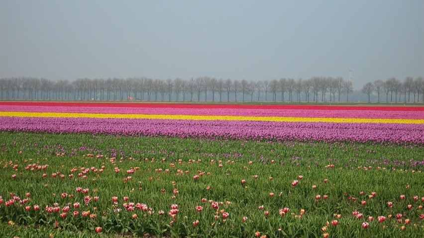 Holanerskie pole tulipanów...