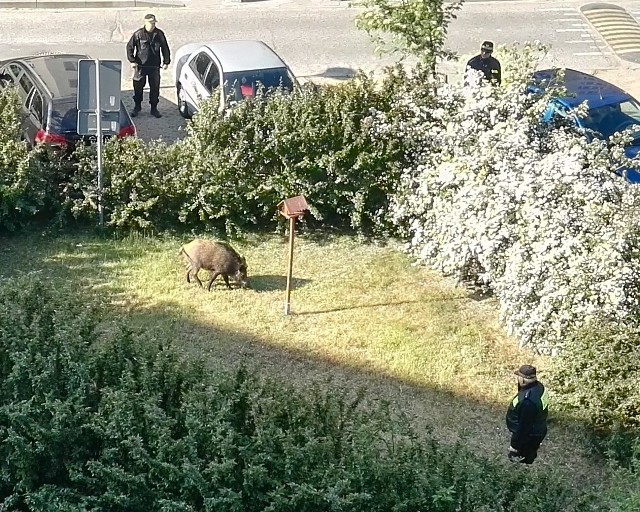 Obława na dzika w Szczecinie