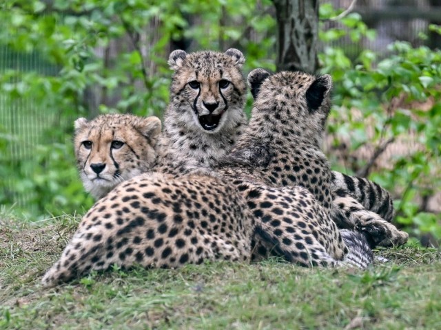 Przewodnik po gdańskim zoo. Wszystko co musisz wiedzieć o Gdańskim Ogrodzie Zoologicznym w jednym miejscu!