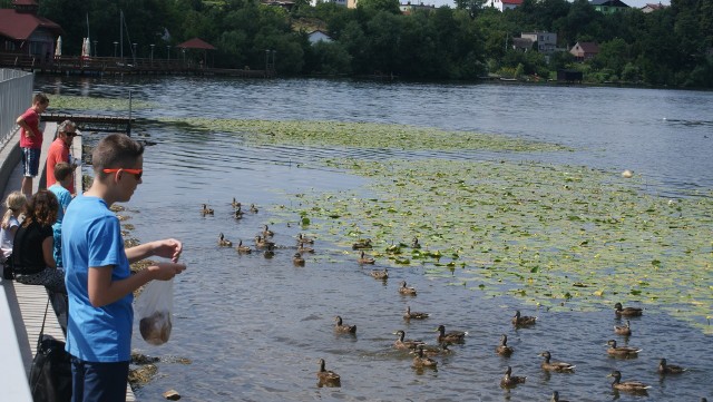Nie tylko latem wiele osób dokarmia ptaki nad Jeziorem Sępoleńskim. To już miejscowy zwyczaj. Teraz lepiej zrezygnować z takich praktyk.