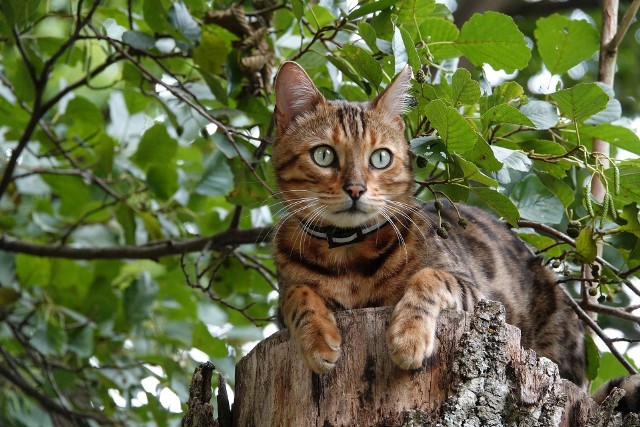 Kot bengalski to kolejna rasa, charakteryzująca się ograniczonym linieniem. Jest to rasa hybrydowa – a konkretnie krzyżówka kota domowego z dzikim azjatyckim bengalem. Koty bengalskie są energiczne, chętne do zabaw i bezpieczne dla dzieci. Czworonogi tej rasy potrzebują dużo uwagi, miłości i ruchu.Jego wygląd charakteryzuje się futerkiem w cętki, bardzo mięciutkim i aksamitnym w dotyku. Waga dorosłego osobnika waha się od 3-8kg, co czyni go dość dużym zwierzęciem.Cena: 3000-5000zł