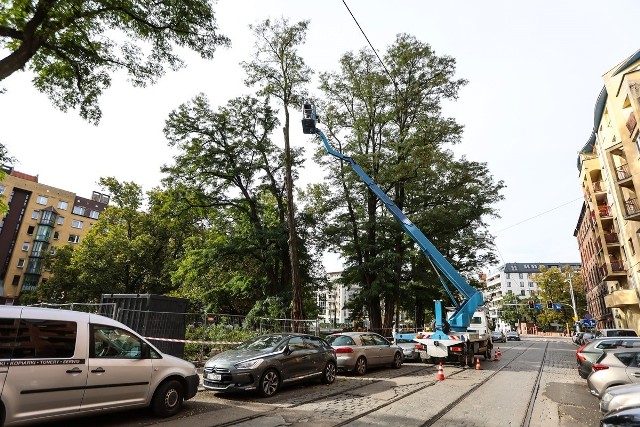 Wycinka drzew przy remontowanym Skwerze Tańczącej Gwiazdy na wrocławskim Ołbinie w środę 5 października